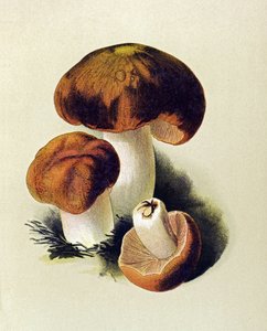Tavola botanica con fungo tossico (velenoso): russula foetens (Russula foetens)