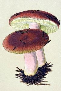 Tavola botanica con fungo tossico (velenoso): russula emetica (Russula emetica) da Unbekannter Künstler