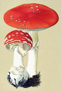 Tavola botanica con fungo tossico: amanita muscaria