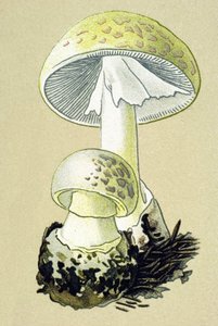 Tavola botanica con fungo tossico: amanita falloide (Amanita phalloides)