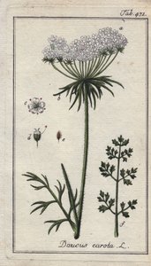 Fiore di carota