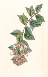 Abelia chinensis da Unbekannt