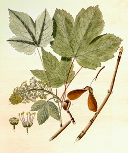 Illustrazione botanica di Acer pseudoplatanus da Unbekannt