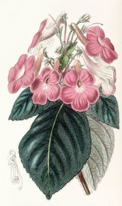 Achimenes grandiflora da Unbekannt