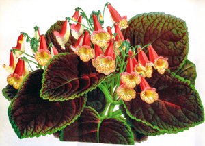 Achimenes naegelioides