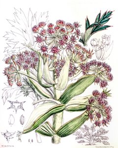 Aciphylla latifolia
