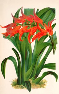 Ada aurantiaca