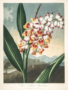 Illustrazione botanica di Alpinia zerumbet, o fiore della mia anima, lacrime della vergine, zenzero conchiglia o fiore del paradiso da Unbekannter Künstler