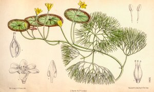 Illustrazione botanica di Cabomba aquatica da Unbekannt