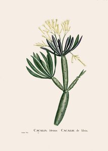 Illustrazione botanica/Redoubt/Senecio kleinia/Senecon da William M. Timlin