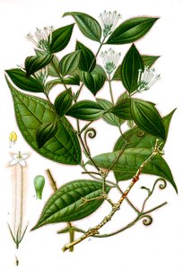 Illustrazione botanica/Strychnos toxifera/Curaro da Unbekannt