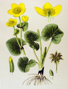 Tavola botanica, pianta velenosa: Popolazione di palude (Caltha palustris) da Unbekannter Künstler