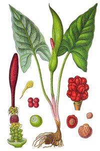 Tavola botanica: arum maculato (Arum selvatico o Arum maculatum), una pianta medicinale, cromolitografia storica
