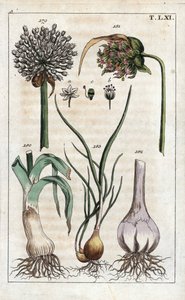 Botanica: porro, aglio, scalogno - Porro, fiore di aglio, bulbo di aglio e scalogno da Unbekannter Künstler