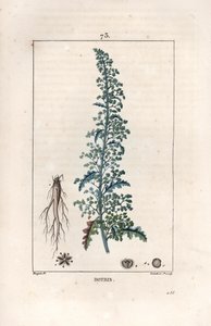Botris (Chenopodium botrys) - Incisione di Lambert fils, da un disegno di Pierre Jean Francois Turpin (1775-1840), da La flore médicale, di Chaumeton, Poiret et Chamberet, Parigi 1830 da Unbekannter Künstler