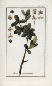 Bosso sempreverde. Litografia da 