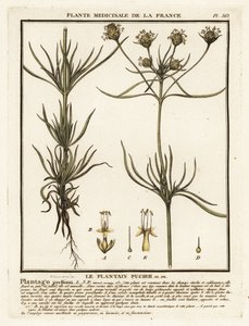 Piantaggine ramificata, Plantago indica da Unbekannter Künstler