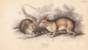 Coniglio brasiliano, Sylvilagus brasiliensis