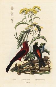 Tangara brasiliana, Ramphocelus bresilius, e tangara del paradiso, Tangara chilensis da Unbekannt