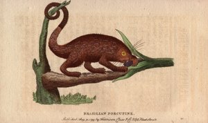 Porcospino epic brasiliano (Coendou prehensilis), porcospino epic semi-arboricolo americano delle zone tropicali, la cui coda prensile gli permette di arrampicarsi sugli alberi. Disegno di Thomas Pennant. Litografia in The Naturalist Pocket Magazine or Cab da Unbekannter Künstler