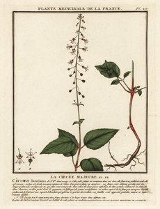 Circaea lutetiana da Unbekannter Künstler