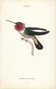 Colibrì a coda larga, Selasphorus platycercus. Incisione a mano colorata da William Lizars dal libro di Sir William Jardine