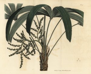 Palma da ventaglio a foglia larga, Rhapis excelsa (Maschio nano di ratan, Rhapis flabelliformis mas) da Unbekannt