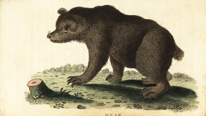 Orso bruno, Ursus arctos