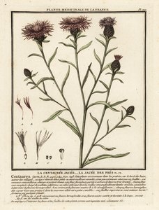 Fiordaliso bruno, Centaurea jacea