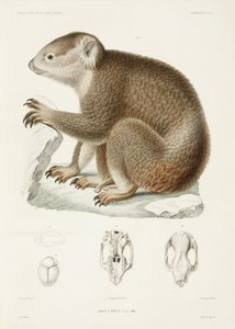 Koala marrone da Unbekannter Künstler