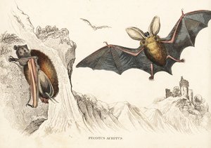 Pipistrello marrone dalle orecchie lunghe o pipistrello comune dalle orecchie lunghe. Incisione in acciaio colorata a mano da Georg Friedrich Treitschke
