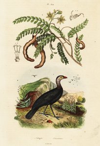 Tacchino spazzola e tamarindo, 1834-1839 (incisione) da Unbekannter Künstler