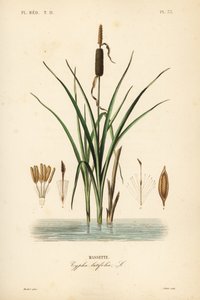 Typha latifolia