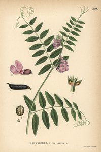 Veccia dei boschi, Vicia sepium da Unbekannter Künstler