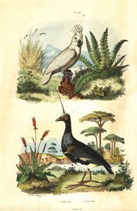Cacatua galerita, Cacatua ciuffogiallo, e anhima cornuta, Anhima cornuta