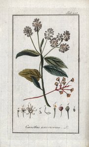 Lillà della California. Litografia da 