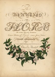 Pagina del titolo calligrafica con vignetta botanica da Unbekannt