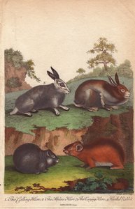 Lepre chiamante, lepre alpina, lepre variabile e coniglio incappucciato, Oryctolagus cuniculus, Lepus capensis, Lepus timidus da Unbekannter Künstler