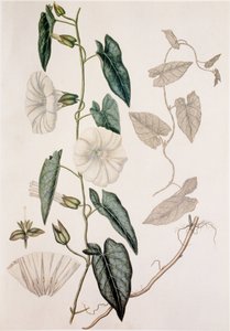 Calystegia sepium/Convolvolo sepium/Convolvolo delle siepi
