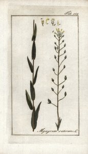 Camelina sativa da Unbekannter Künstler