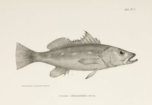 Camotillo, Oceano Pacifico, c. 1832-1836 da Unbekannter Künstler
