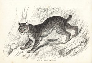 Lince canadese, Lynx canadensis (Felis canadensis). Litografia colorata a mano dalla 
