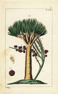 Drago delle Canarie, Dracaena draco. Vulnerabile da Unbekannter Künstler