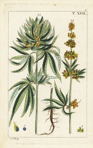 Pianta di cannabis, Cannabis sativa