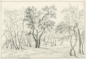 Cannock Chase da Unbekannt