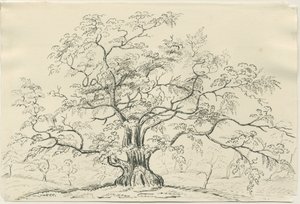 Cannock Chase: disegno a penna e matita, XIX secolo da Unbekannt