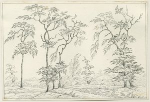 Cannock Chase: disegno a penna e matita, nd [?XIX sec] da Unbekannt