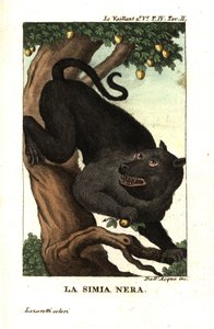 Babbuino del Capo o babbuino chacma, Papio ursinus. Da Francois Le Vaillant (Levaillant da Unbekannter Künstler