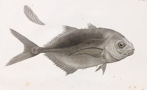 Caranx Sauteur (dettaglio) da Unbekannt