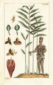 Albero di cardamomo, Elettaria cardamomum da Unbekannter Künstler